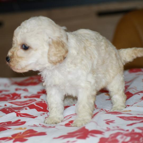 chiot Caniche Blanc Blue col marron Elevage zadatis  caniche , teckel