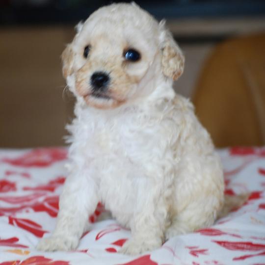 chiot Caniche Blanc Blue col marron Elevage zadatis  caniche , teckel