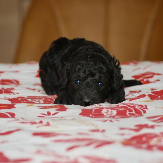ZADATIS Bono Mâle Caniche