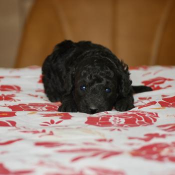 chiot Caniche Noir Bolo Elevage zadatis  caniche , teckel