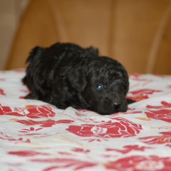 chiot Caniche Noir Bolo Elevage zadatis  caniche , teckel
