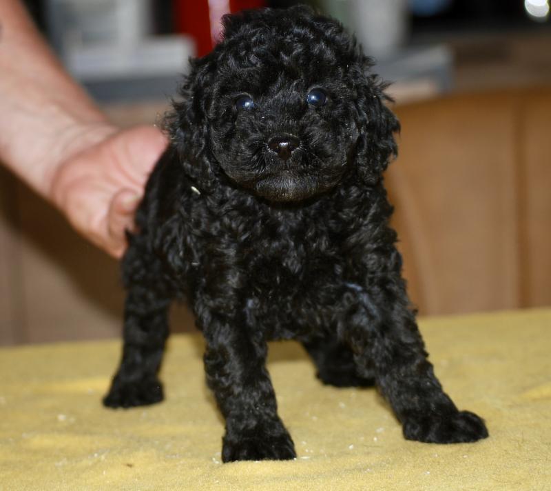ZADATIS BALOU Mâle Caniche