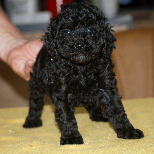 chiot Caniche Noir Bono Elevage zadatis  caniche , teckel