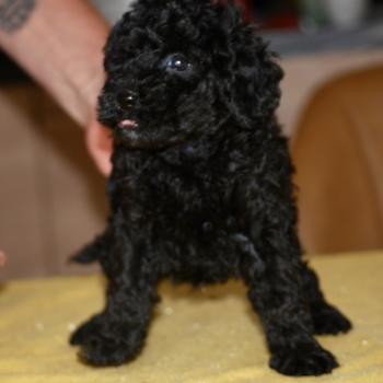 chiot Caniche Noir Bono Elevage zadatis  caniche , teckel