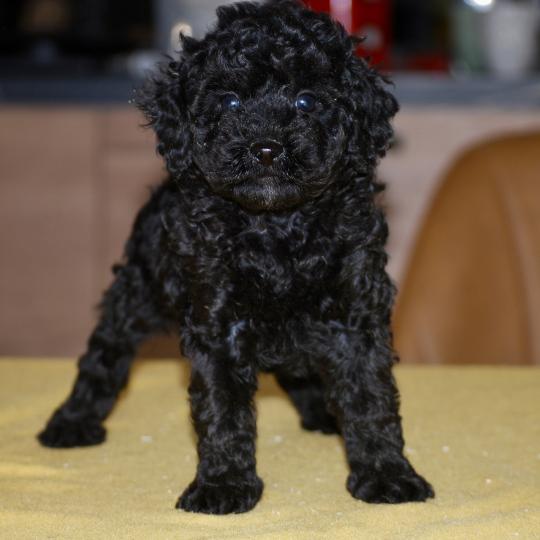 chiot Caniche Noir Bono Elevage zadatis  caniche , teckel