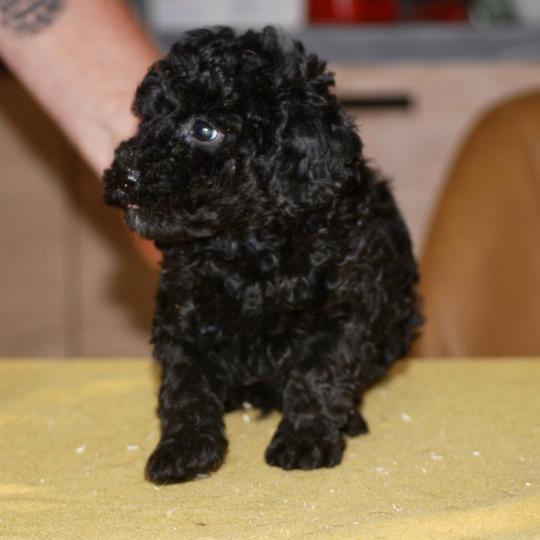 chiot Caniche Noir Bono Elevage zadatis  caniche , teckel