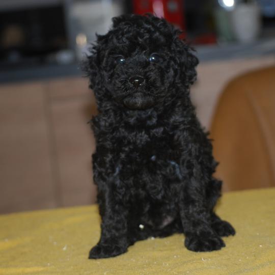 chiot Caniche Noir Bono Elevage zadatis  caniche , teckel
