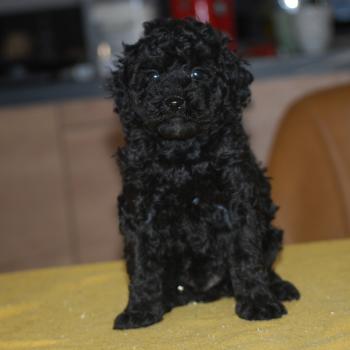 chiot Caniche Noir Bono Elevage zadatis  caniche , teckel