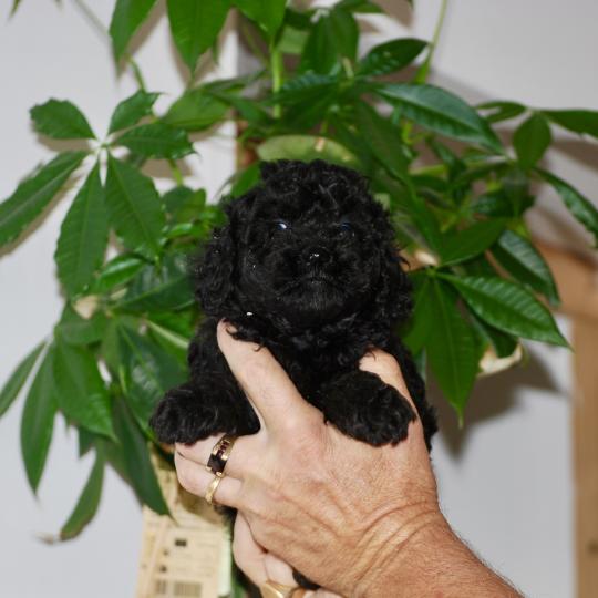 chiot Caniche Noir Bono Elevage zadatis  caniche , teckel