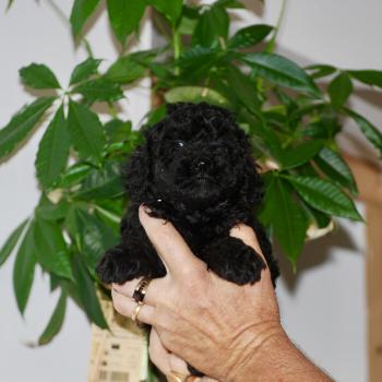 chiot Caniche Noir Bono Elevage zadatis  caniche , teckel