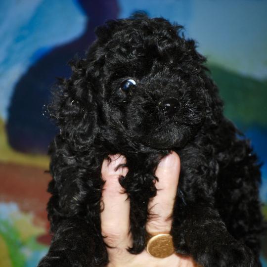 chiot Caniche Noir Bono Elevage zadatis  caniche , teckel