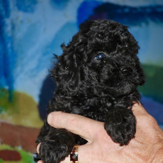 chiot Caniche Noir Bono Elevage zadatis  caniche , teckel