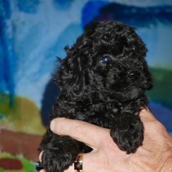 chiot Caniche Noir Bono Elevage zadatis  caniche , teckel