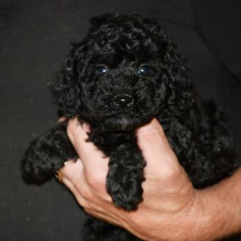 chiot Caniche Noir Bono Elevage zadatis  caniche , teckel