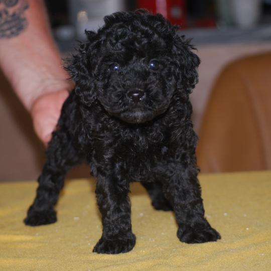 chiot Caniche Noir Bono Elevage zadatis  caniche , teckel