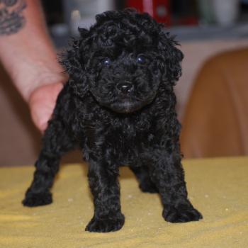 chiot Caniche Noir Bono Elevage zadatis  caniche , teckel