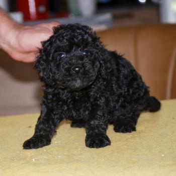 chiot Caniche Noir Bono Elevage zadatis  caniche , teckel