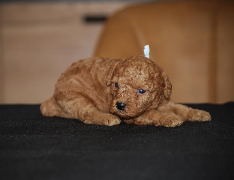 ZADATIS B mochi col  vert eau Mâle Caniche