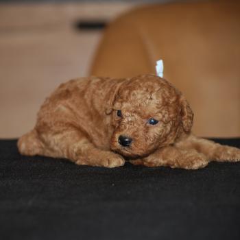 chiot Caniche Fauve rouge Bolt col vert eau Elevage zadatis  caniche , teckel