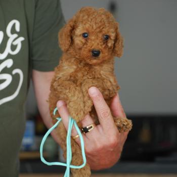 chiot Caniche Fauve rouge B mochi col  vert eau Elevage zadatis  caniche , teckel
