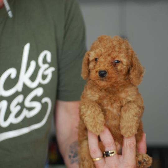 chiot Caniche Fauve rouge B mochi col  vert eau Elevage zadatis  caniche , teckel