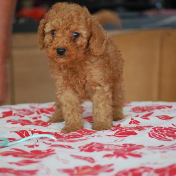 chiot Caniche Fauve rouge B mochi col  vert eau Elevage zadatis  caniche , teckel