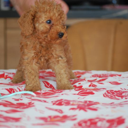 chiot Caniche Fauve rouge B mochi col  vert eau Elevage zadatis  caniche , teckel