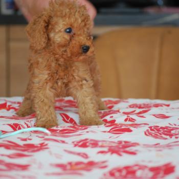 chiot Caniche Fauve rouge B mochi col  vert eau Elevage zadatis  caniche , teckel