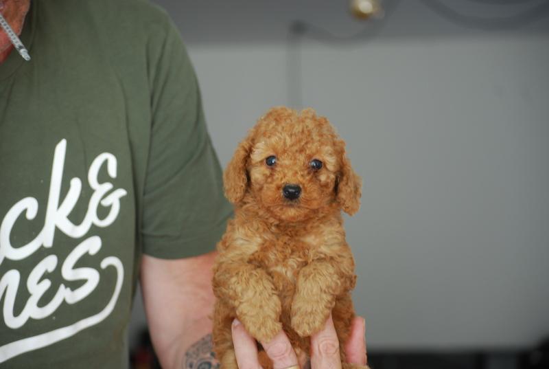ZADATIS B mochi col  vert eau Mâle Caniche