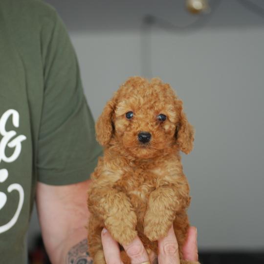 ZADATIS B mochi col  vert eau Mâle Caniche