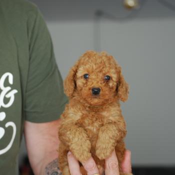chiot Caniche Fauve rouge B mochi col  vert eau Elevage zadatis  caniche , teckel