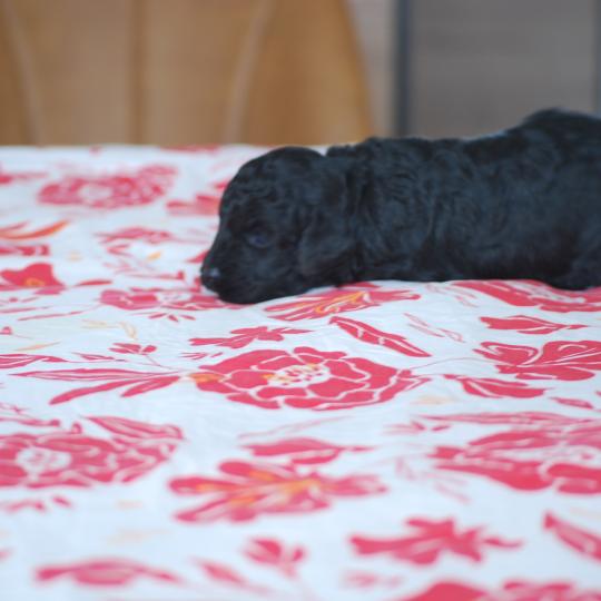 ZADATIS Bonnie Femelle Caniche