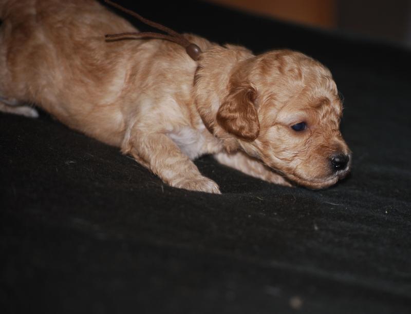 ZADATIS Bonnie col marron Femelle Caniche