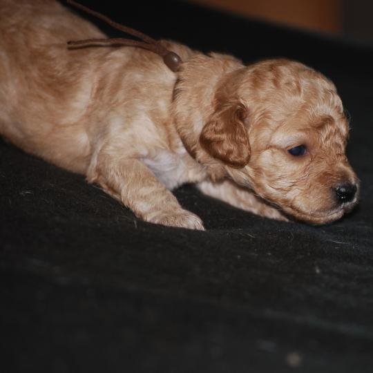 chiot Caniche Abricot Bonnie col marron Elevage zadatis  caniche , teckel