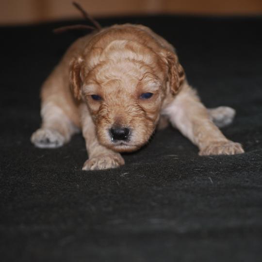chiot Caniche Abricot Bonnie col marron Elevage zadatis  caniche , teckel