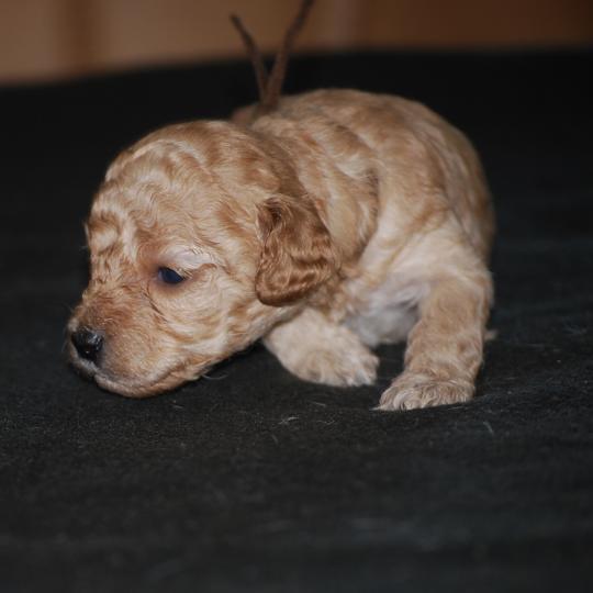 chiot Caniche Abricot Bonnie col marron Elevage zadatis  caniche , teckel