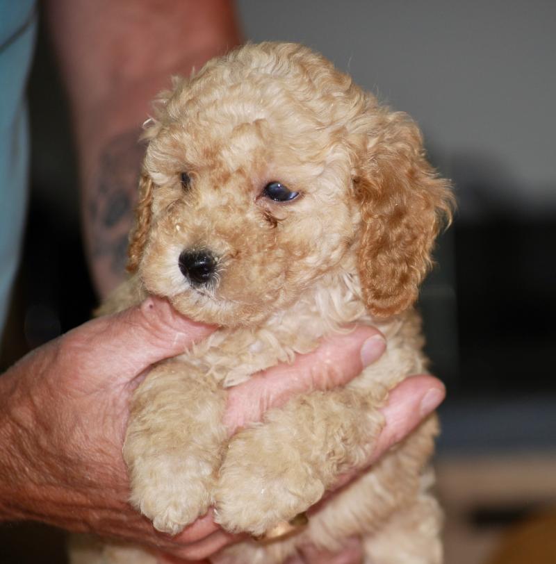 ZADATIS Bonnie col marron Femelle Caniche
