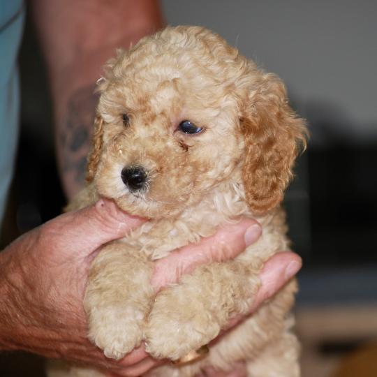 ZADATIS Bonnie col marron Femelle Caniche