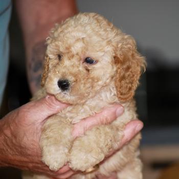 chiot Caniche Abricot Bonnie col marron Elevage zadatis  caniche , teckel