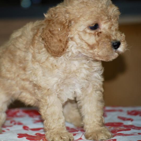 chiot Caniche Abricot Bonnie col marron Elevage zadatis  caniche , teckel