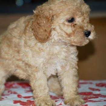 chiot Caniche Abricot Bonnie col marron Elevage zadatis  caniche , teckel