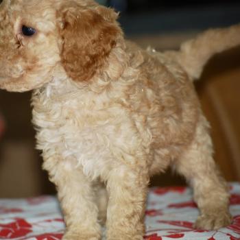 chiot Caniche Abricot Bonnie col marron Elevage zadatis  caniche , teckel