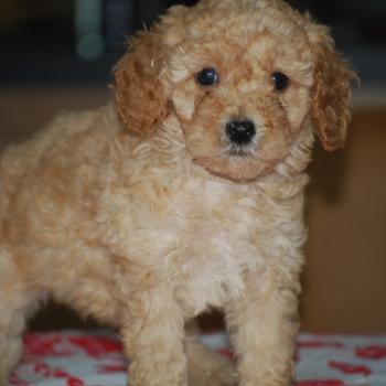 chiot Caniche Abricot Bonnie col marron Elevage zadatis  caniche , teckel