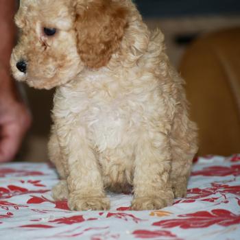 chiot Caniche Abricot Bonnie col marron Elevage zadatis  caniche , teckel