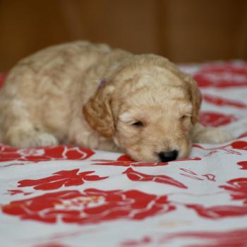 chiot Caniche Champagne Borghia col violet Elevage zadatis  caniche , teckel