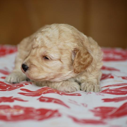 chiot Caniche Champagne Borghia col violet Elevage zadatis  caniche , teckel