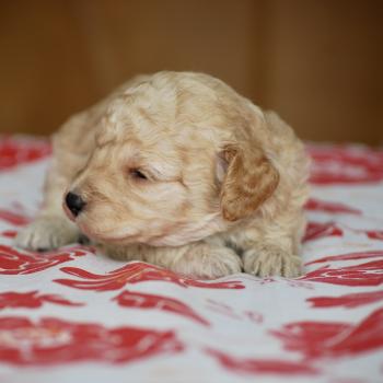 chiot Caniche Champagne Borghia col violet Elevage zadatis  caniche , teckel