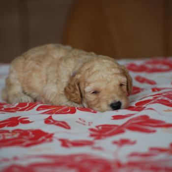chiot Caniche Champagne Borghia col violet Elevage zadatis  caniche , teckel