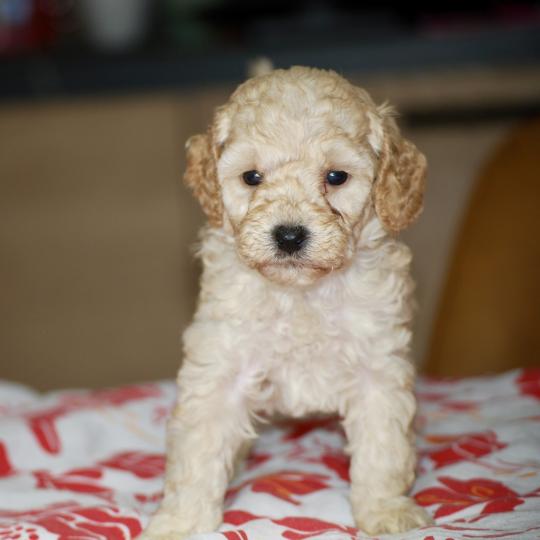 chiot Caniche Champagne Borghia col violet Elevage zadatis  caniche , teckel