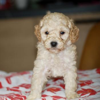 chiot Caniche Champagne Borghia col violet Elevage zadatis  caniche , teckel